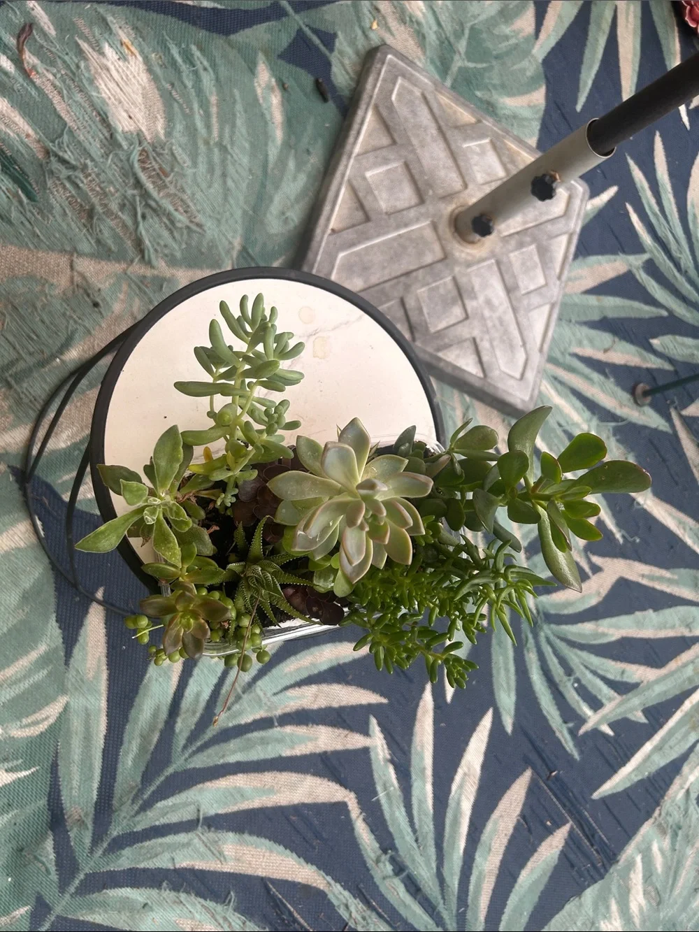 Succulent Mixed Planter - Green